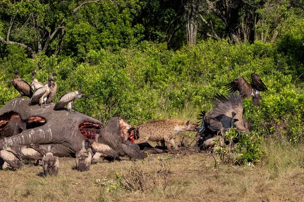 Hyène Vautours Près Carcasse Vieil Éléphant Mâle Dans Réserve Chasse — Photo