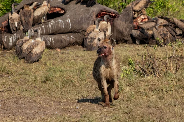 hyena and vultures near the carcass of an old male elephant in the Masai Mara Game Reserve in Kenya