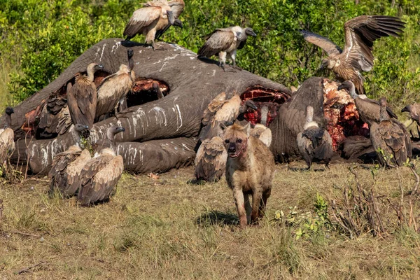 Hyena Vultures Carcass Old Male Elephant Masai Mara Game Reserve — 스톡 사진