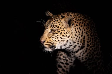 Güney Afrika 'nın Büyük Kruger Bölgesi' nde Sabi Kumları 'nda leopar erkek portresi