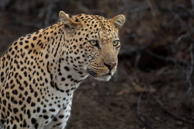 Güney Afrika 'nın Büyük Kruger Bölgesi' nde Sabi Kumları 'nda leopar erkek portresi