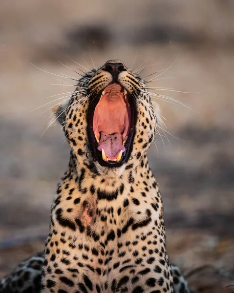 Leopard Γυναικείο Πορτρέτο Στο Sabi Sands Αποθεματικό Παιχνίδι Στην Ευρύτερη — Φωτογραφία Αρχείου