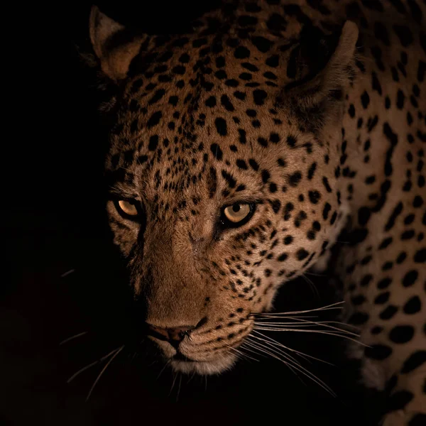Potret Laki Laki Leopard Sabi Sands Game Reserve Greater Kruger — Stok Foto