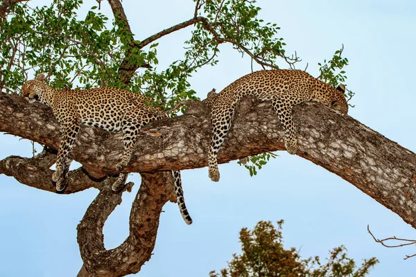 Leopardo Uma Árvore Sabi Sands Game Reserve Maior Região Kruger — Fotografia de Stock