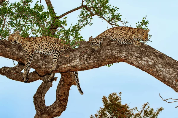 Leopard Ένα Δέντρο Sabi Sands Game Reserve Στην Ευρύτερη Περιοχή — Φωτογραφία Αρχείου