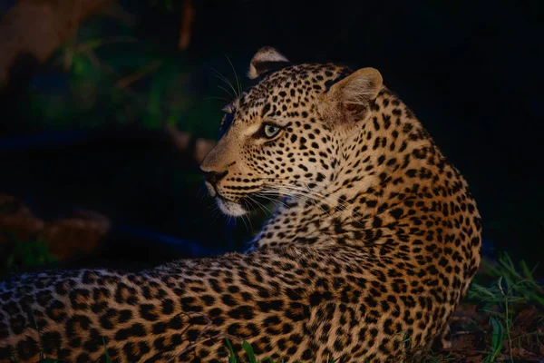 Leopárd Éjszaka Sabi Sands Game Reserve Nagyobb Kruger Régió Dél — Stock Fotó