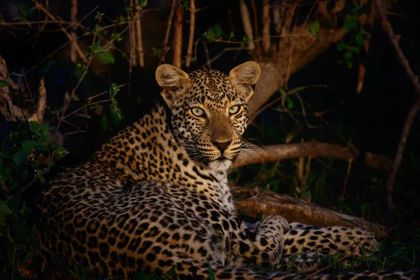 Leopardo Durante Noite Sabi Sands Game Reserve Maior Região Kruger — Fotografia de Stock