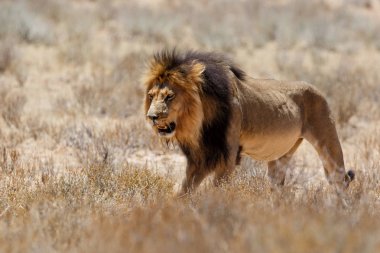 Aslan, siyah yeleli Kalahari erkeği, Güney Afrika 'daki Kgalagadi Transfrontier Park' ında.