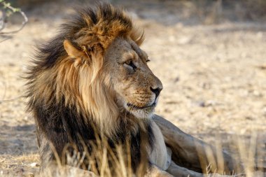Aslan, siyah yeleli Kalahari erkeği, Güney Afrika 'daki Kgalagadi Transfrontier Park' ında.