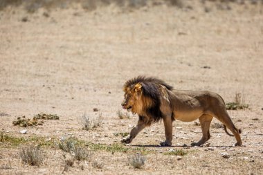 Aslan, siyah yeleli Kalahari erkeği, Güney Afrika 'daki Kgalagadi Transfrontier Park' ında.