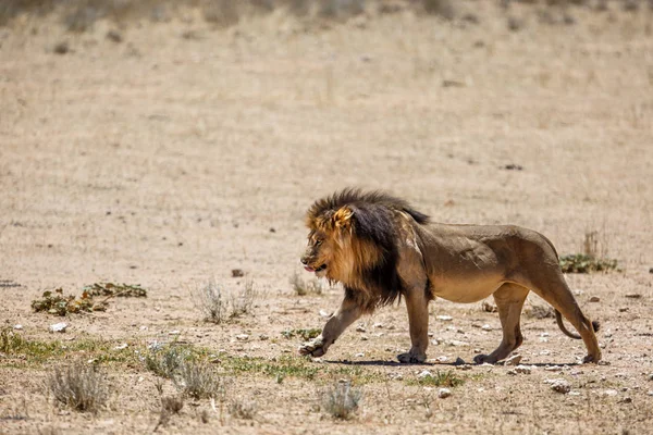 Leeuw Zwart Bemand Kalahari Mannetje Kgalagadi Transfrontier Park Zuid Afrika — Stockfoto