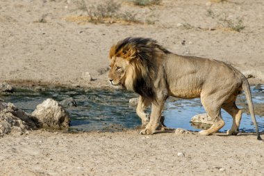 Aslan, siyah yeleli Kalahari erkeği, Güney Afrika 'daki Kgalagadi Transfrontier Park' ında.