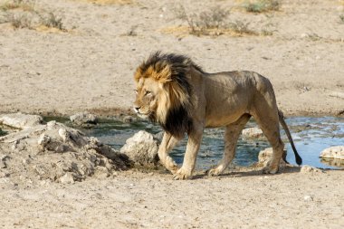 Aslan, siyah yeleli Kalahari erkeği, Güney Afrika 'daki Kgalagadi Transfrontier Park' ında.