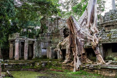Angkor Wat tapınakları, Kamboçya 'daki Siem Reap şehrinin yakınlarındaki harabelerin kısmen büyüdüğü yer.