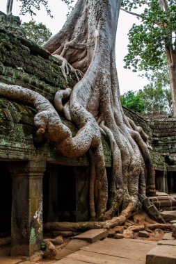 Angkor Wat tapınakları, Kamboçya 'daki Siem Reap şehrinin yakınlarındaki harabelerin kısmen büyüdüğü yer.