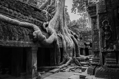 Angkor Wat tapınakları, Kamboçya 'daki Siem Reap şehrinin yakınlarındaki harabelerin kısmen büyüdüğü yer.