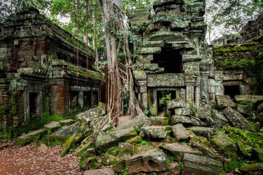 Angkor Wat tapınakları, Kamboçya 'daki Siem Reap şehrinin yakınlarındaki harabelerin kısmen büyüdüğü yer.