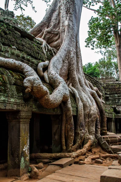 Angkor Wat Tapınakları Kamboçya Daki Siem Reap Şehrinin Yakınlarındaki Harabelerin — Stok fotoğraf