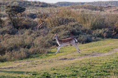 Fallow deer in the autumn in the dune area near Amsterdam in the Netherlands