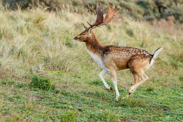 Fallow Deer Autumn Dune Area Amsterdam Netherlands — 스톡 사진