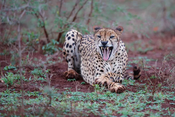 Cheetah Yawning Zimanga Game Reserve South Africa — Stock Photo, Image