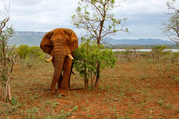 Elefante Toro Reserva Caza Zimanga Sudáfrica — Foto de Stock