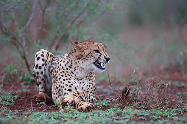 Cheetah Zimanga Game Reserve South Africa — Stock Photo, Image