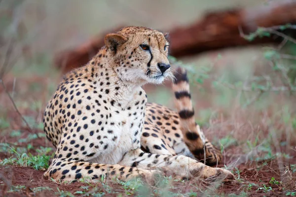 Cheetah Zimanga Game Reserve South Africa — Stock Photo, Image