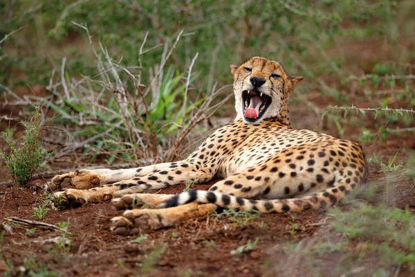 cheetah yawning in Zimanga Game Reserve in South Africa