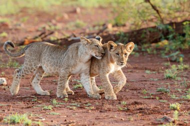 Güney Afrika 'daki Zimanga Oyun Rezervinde Lion Cubs oynuyor
