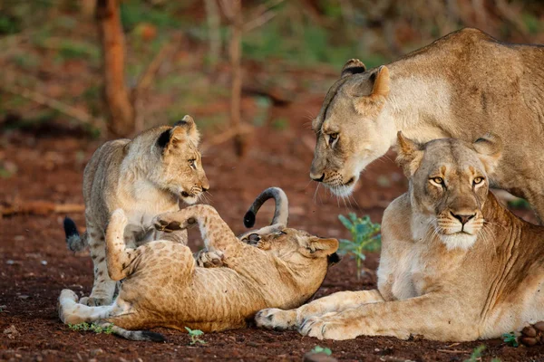 Filhote Leão Brincando Com Mãe Leão Zimanga Game Reserve África — Fotografia de Stock
