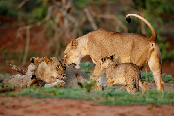 Lion cub playing with the lion mother in Zimanga Game Reserve in South Africa