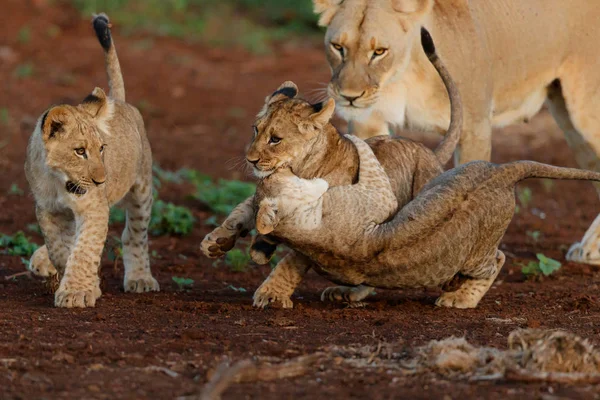 Löwenjunge Beim Spielen Mit Der Löwenmutter Zimanga Wildreservat Südafrika — Stockfoto