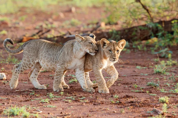Cachorros Leones Jugando Zimanga Game Reserve Sudáfrica —  Fotos de Stock