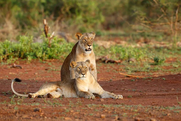 Las Hembras León Están Muy Alertas Reserva Caza Zimanga Sudáfrica —  Fotos de Stock