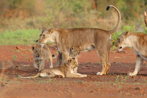 Oroszlán Kölyök Játszik Oroszlán Anya Zimanga Game Reserve Dél Afrikában — Stock Fotó