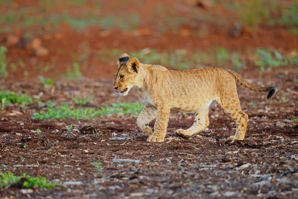 Filhote Leão Caminhando Zimanga Game Reserve África Sul — Fotografia de Stock