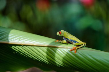 Kosta Rika 'daki Tortuguero Ulusal Parkı' nda yeşil bir bitkinin yaprakları arasında kırmızı gözlü ağaç kurbağası.