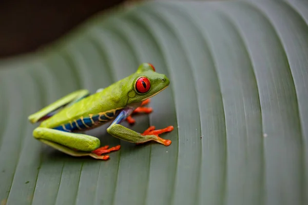 Kosta Rika Daki Tortuguero Ulusal Parkı Nda Yeşil Bir Bitkinin — Stok fotoğraf