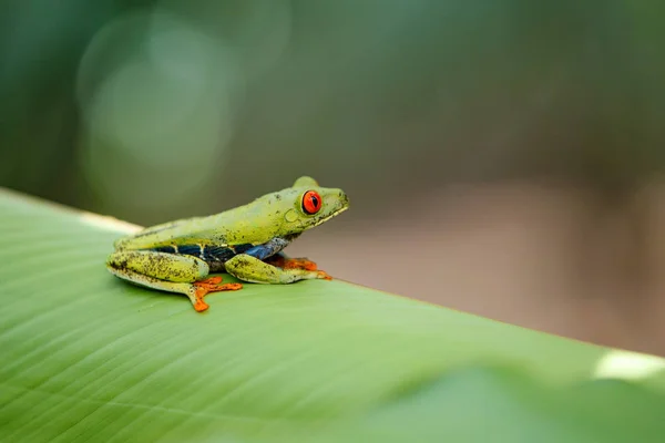 Rana Dagli Occhi Rossi Tra Foglie Una Pianta Verde Nel — Foto Stock