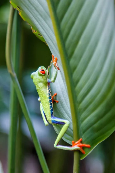 Βάτραχος Κόκκινα Μάτια Ανάμεσα Στα Φύλλα Ενός Πράσινου Φυτού Στο — Φωτογραφία Αρχείου