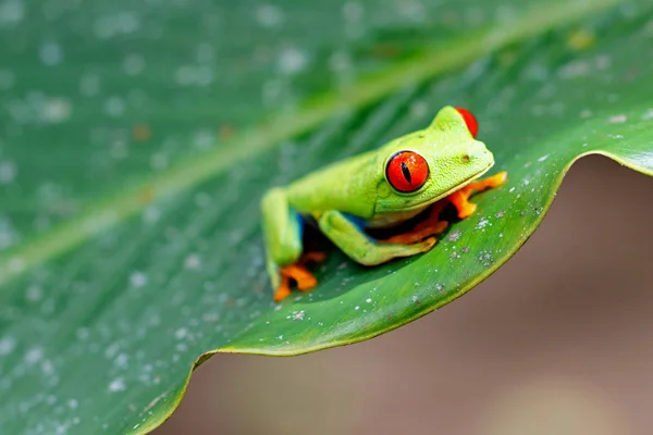 Βάτραχος Κόκκινα Μάτια Ανάμεσα Στα Φύλλα Ενός Πράσινου Φυτού Στο — Φωτογραφία Αρχείου