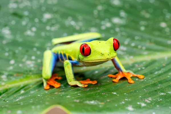 Olhos Vermelhos Entre Folhas Uma Planta Verde Parque Nacional Tortuguero — Fotografia de Stock