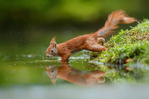 荷兰森林池塘边的红松鼠 — 图库照片
