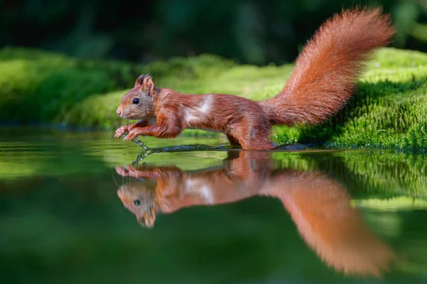 Rothörnchen Einem Teich Wald Den Niederlanden — Stockfoto