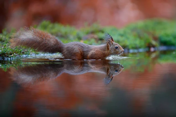 Rothörnchen Einem Teich Wald Den Niederlanden — Stockfoto