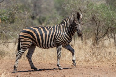 Zebra Güney Afrika 'daki Kruger Ulusal Parkı' nda yürüyor.