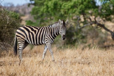 Zebra Güney Afrika 'daki Kruger Ulusal Parkı' nda yürüyor.