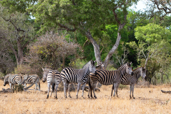 Zebra herd in the Kruger National Park in South Africa