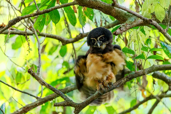 Burung Hantu Berkacamata Menggoyangkan Bulunya Hutan Dekat Kota Guapiles Kosta — Stok Foto